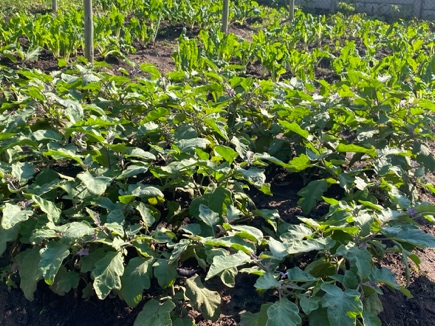 Rows of brinjal growing at the 400m² Dokimos vegetable garden in Verulam
